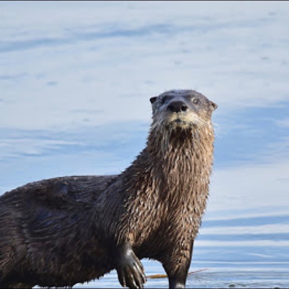 Meet your Posher, Matthew - Picture 1 of 1